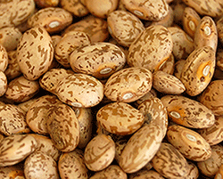 Pinto-Beans-large.png