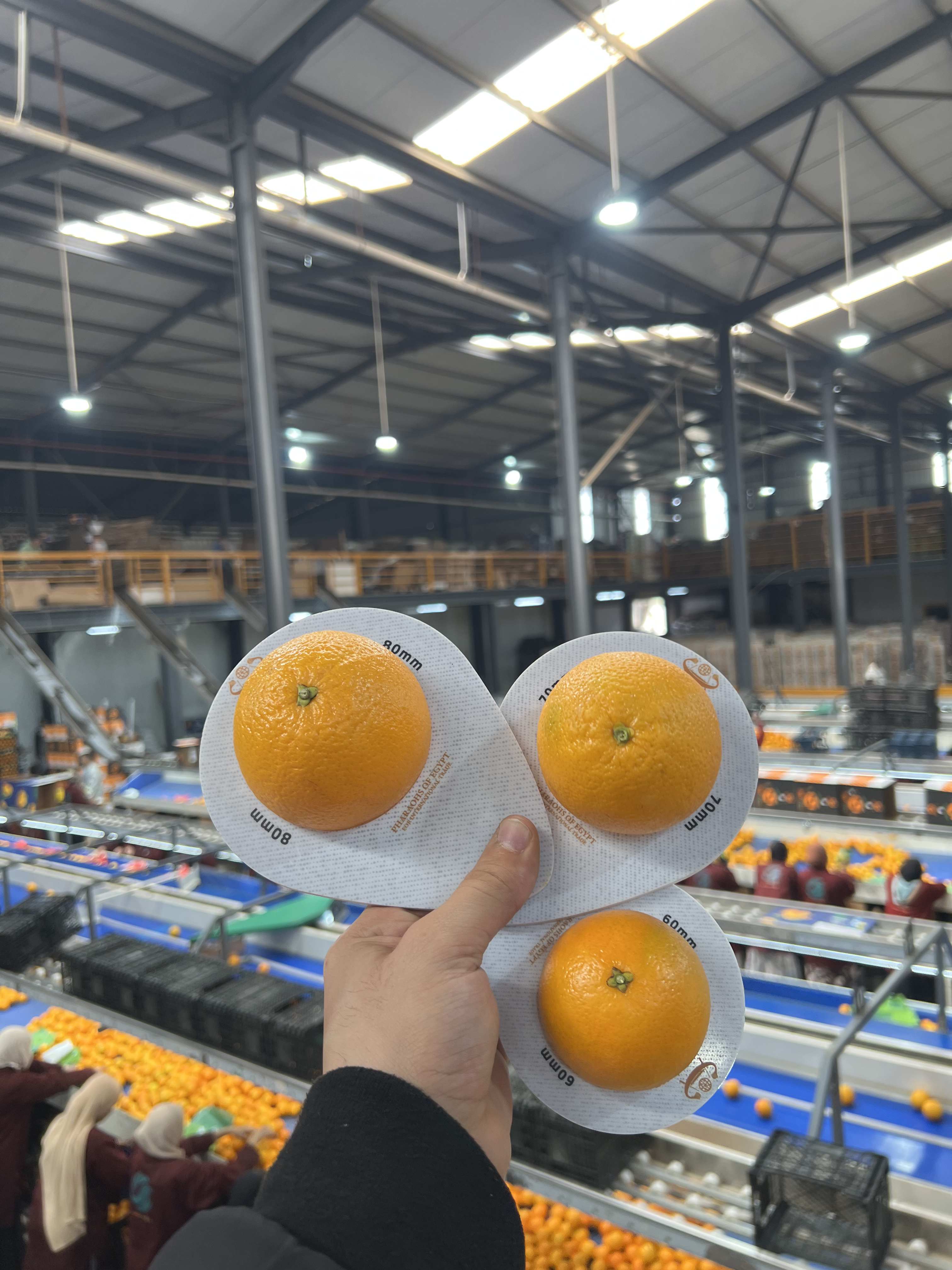 PEI Trade Oranges V (10).jpeg