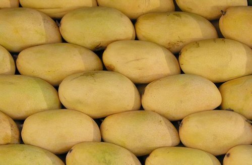 chausa-mango-500x500.jpg