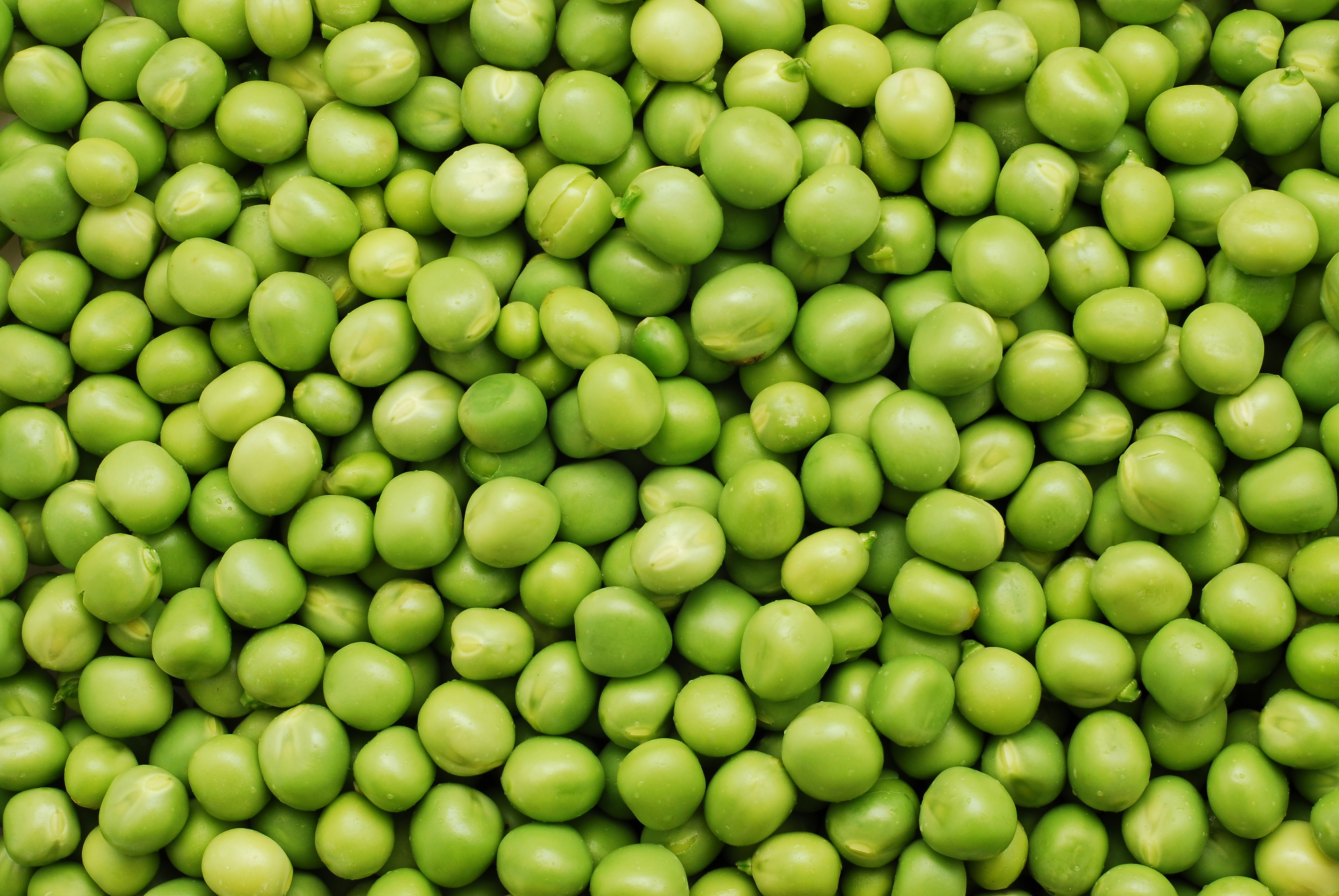 peas-2023-11-27-05-31-59-utc.jpg