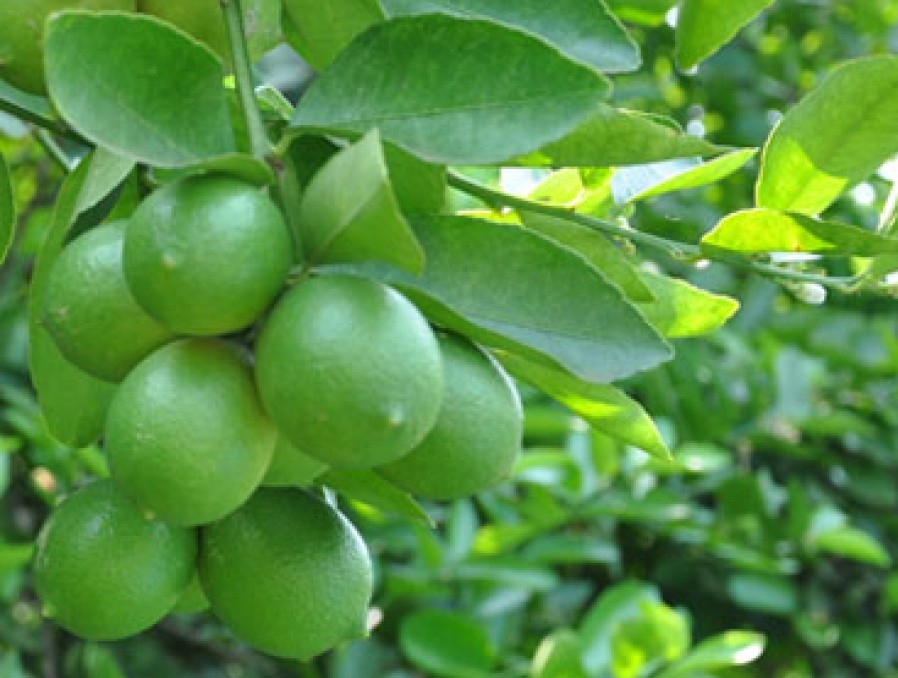 lime.jpeg