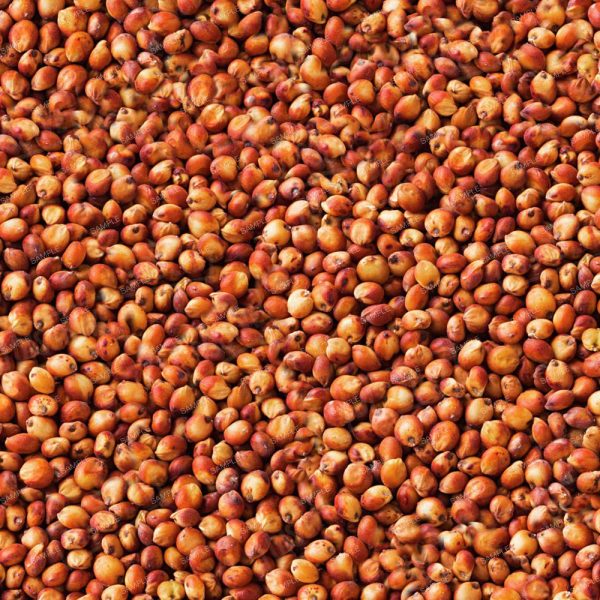 Red-Sorghum-600x600.jpg