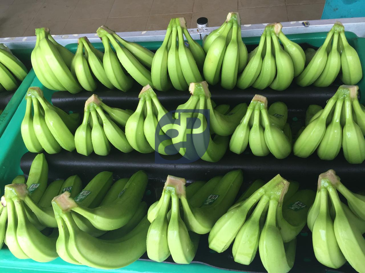 Bananas #14 - Standard & Partners.jpg