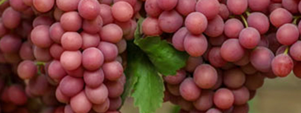 sweet-celebration-seedless.jpg