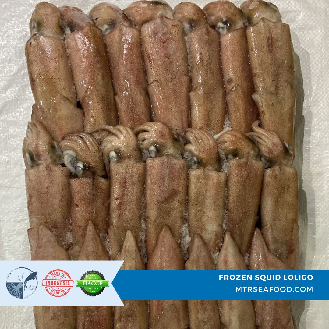 FROZEN SQUID LOLIGO (3).png