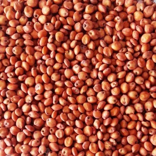 red sorghum.webp