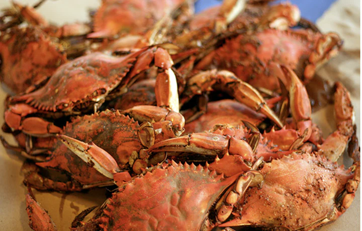 Steamed_Crabs_720x.webp