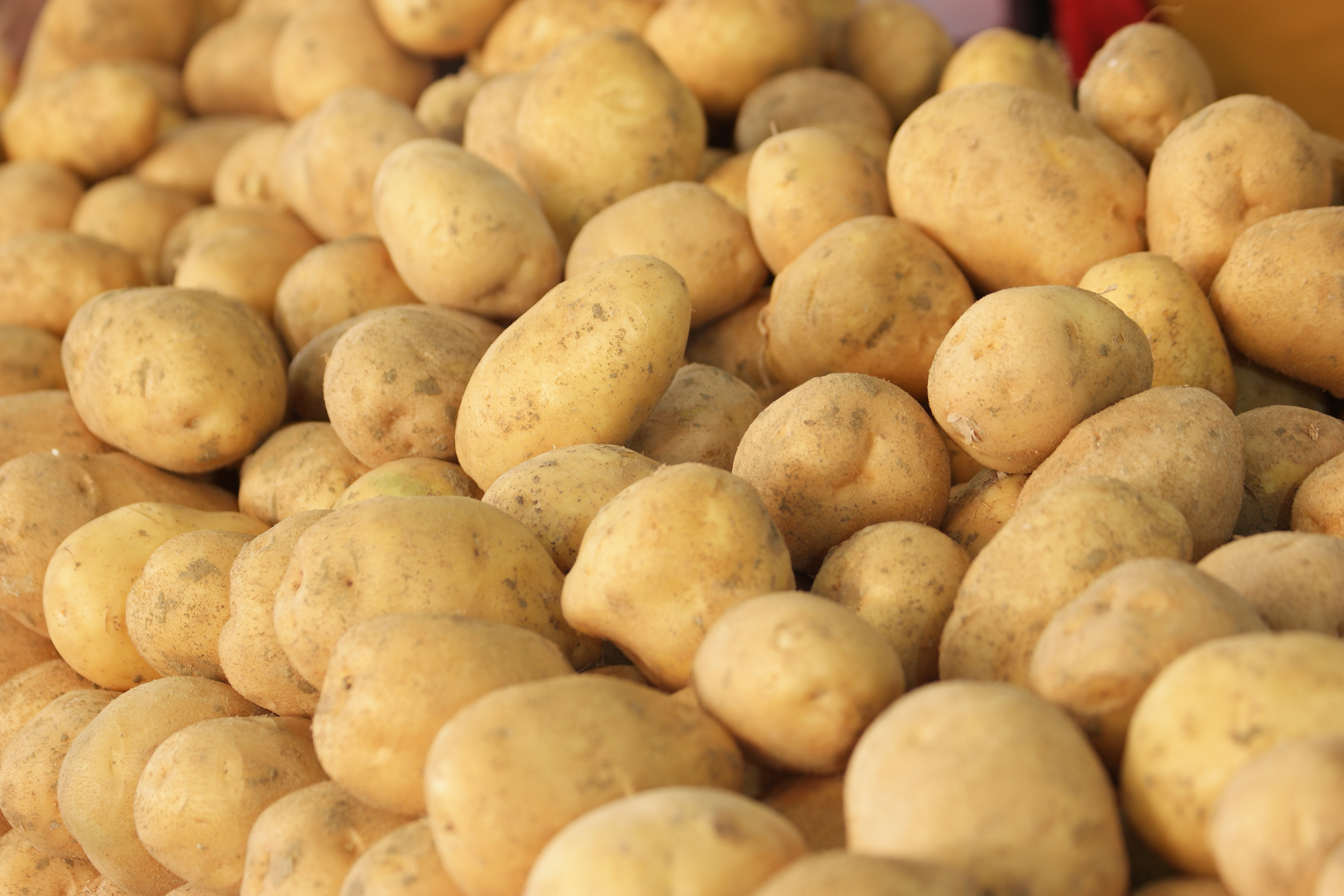 pile-of-raw-potatoes-close-up-2023-11-27-05-20-56-utc.JPG
