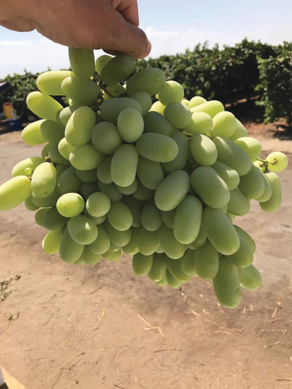 pristine-grapes-world-fresh_orig.jpg