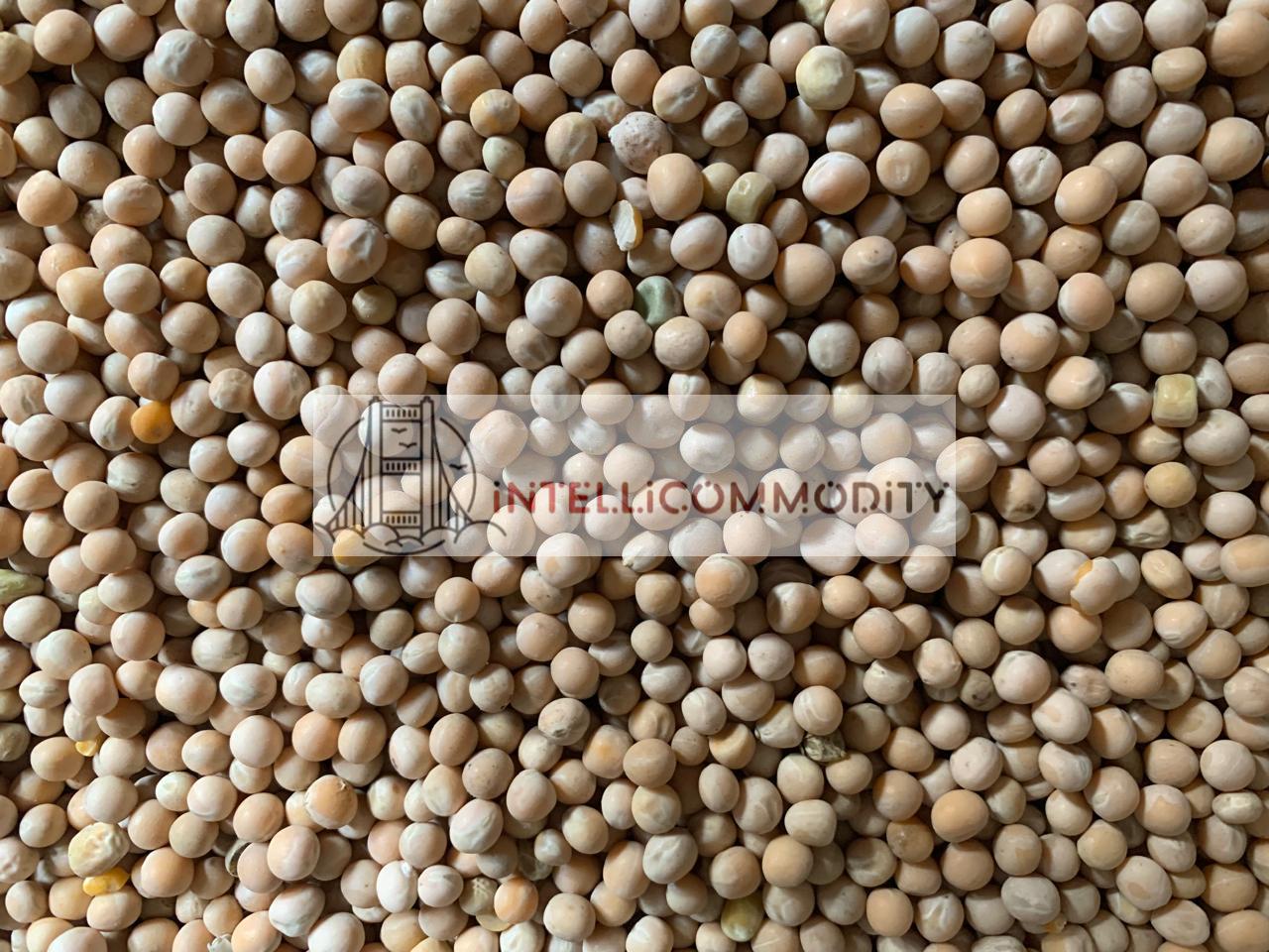 PEAS CN01NVE-PUGA01.jpg