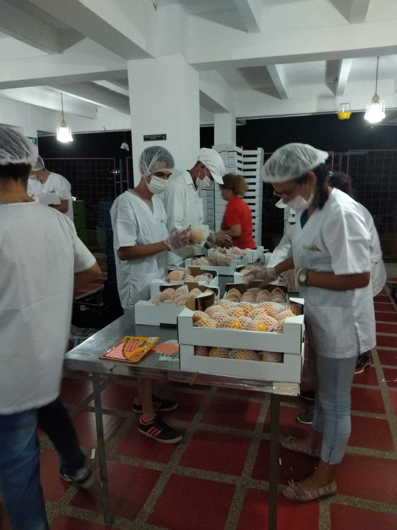 PACKING PASSION FRUIT GRANADILLA.jpeg