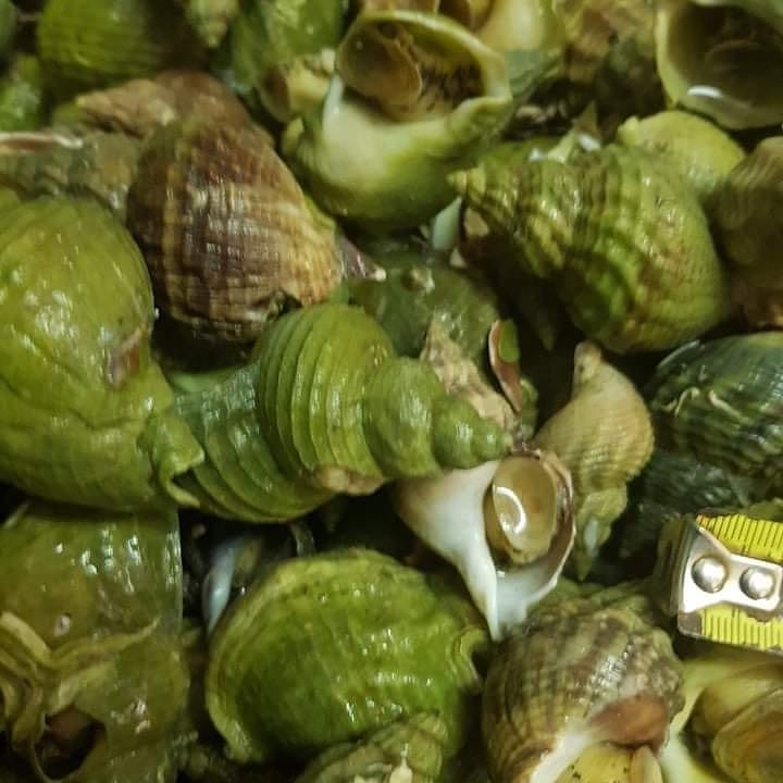 Whelk Norway 7.jpg