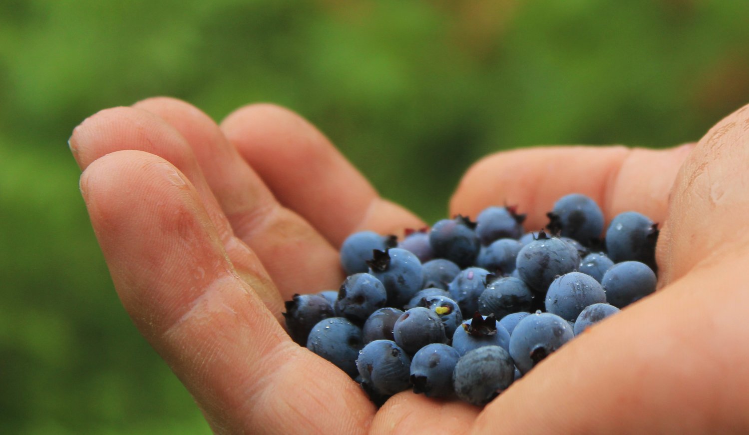 blueberries-801571.jpg