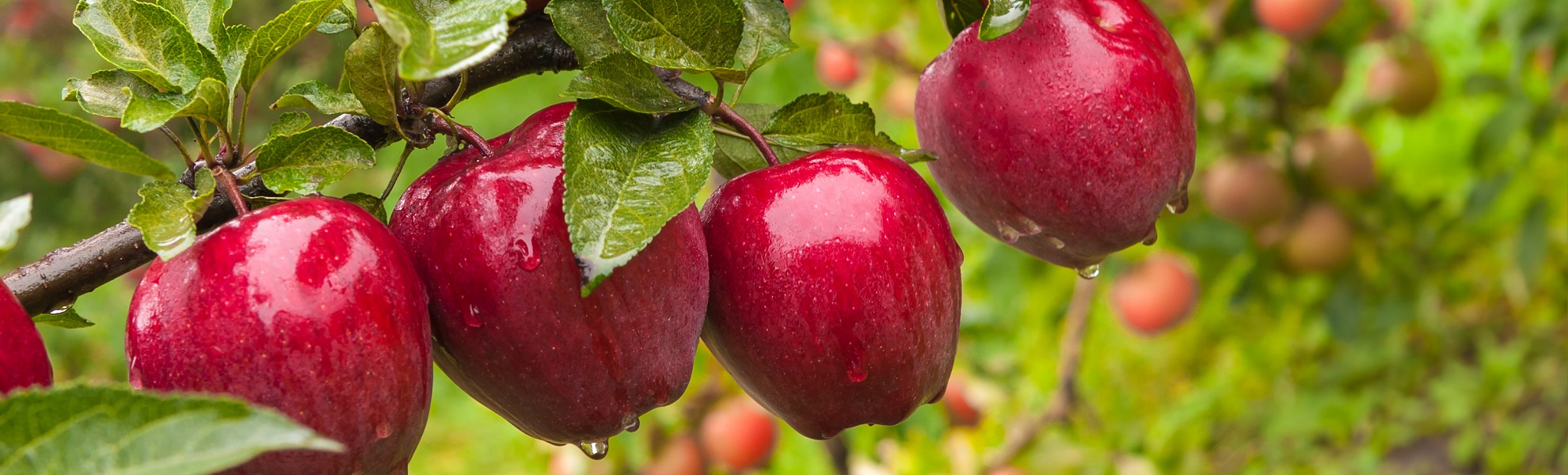 apple-full.jpg