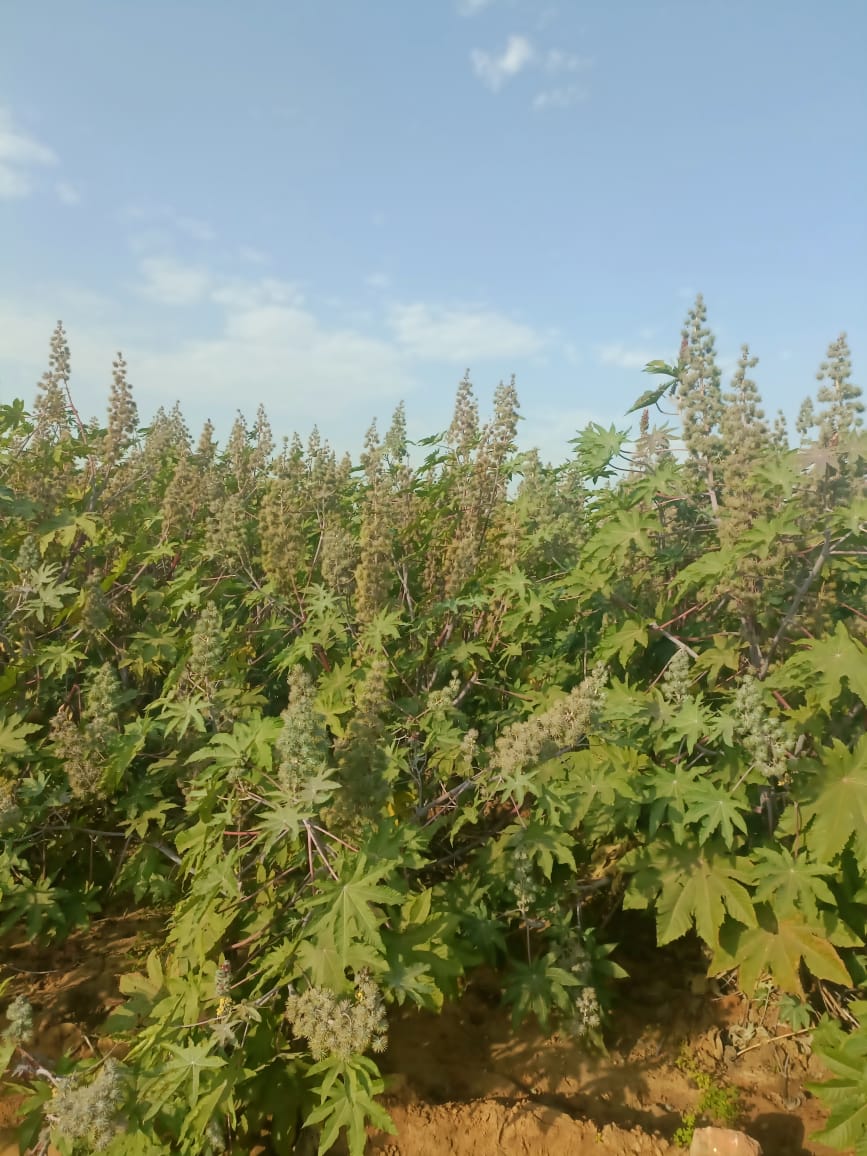 Castor Farm Pic (2).jpeg