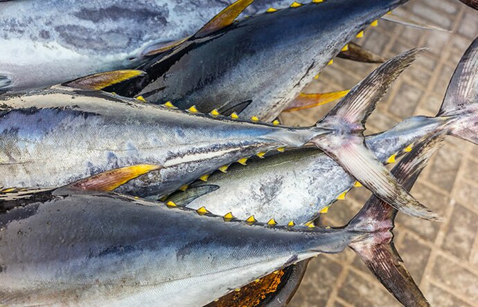 30-pespesca-whole-tuna-yellow-fin.jpg