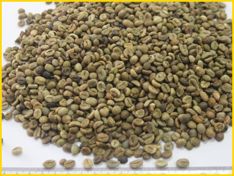 a-Vietnam Robusta Coffee Grade 1 Screen 16.jpg