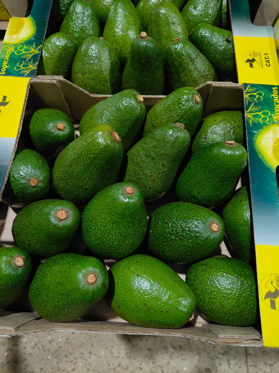 Avocado_Mulb_Grow_kenya#kodra-export_3.JPG