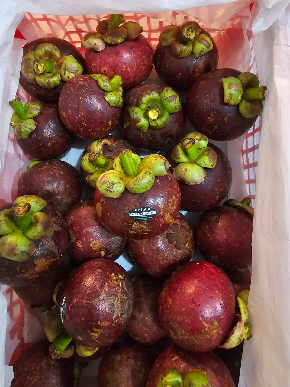 Mangosteen Sagara Rimba Altura - 1.jpeg