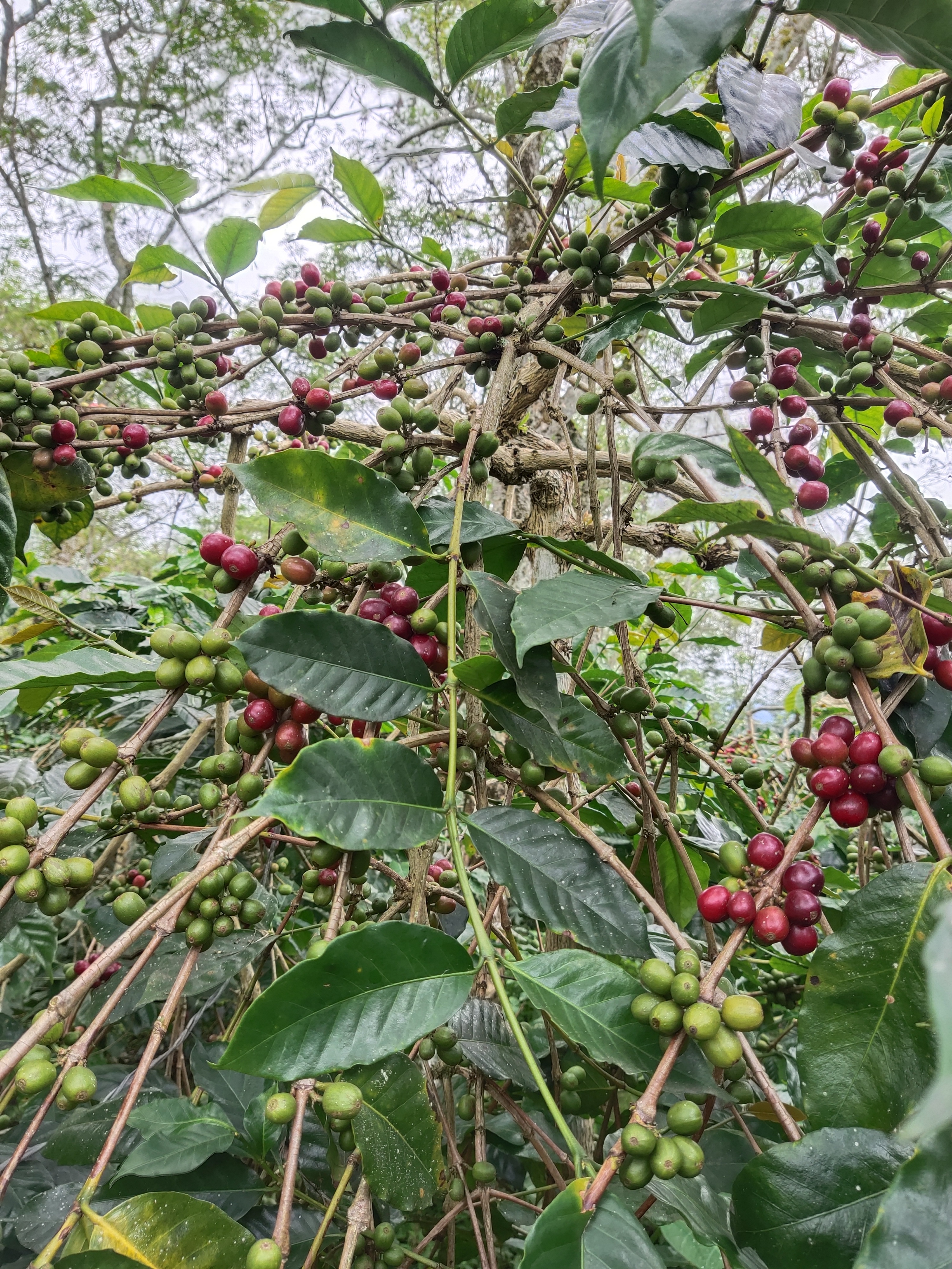 COFFEE 6.jpg