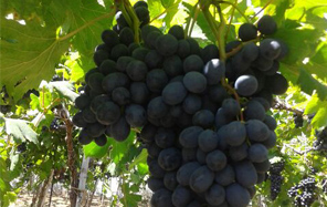 fruit_img2.jpg