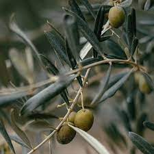 Wilson's Foods - Olives