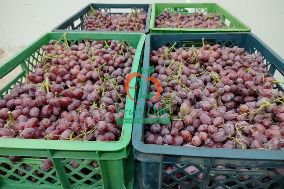 grapes_importer_exporter_RedGlobe_Egypt_Fruit_Fresh-3.jpeg