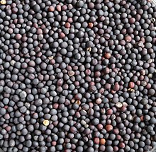 220px-Rapeseed,_roasted.jpg