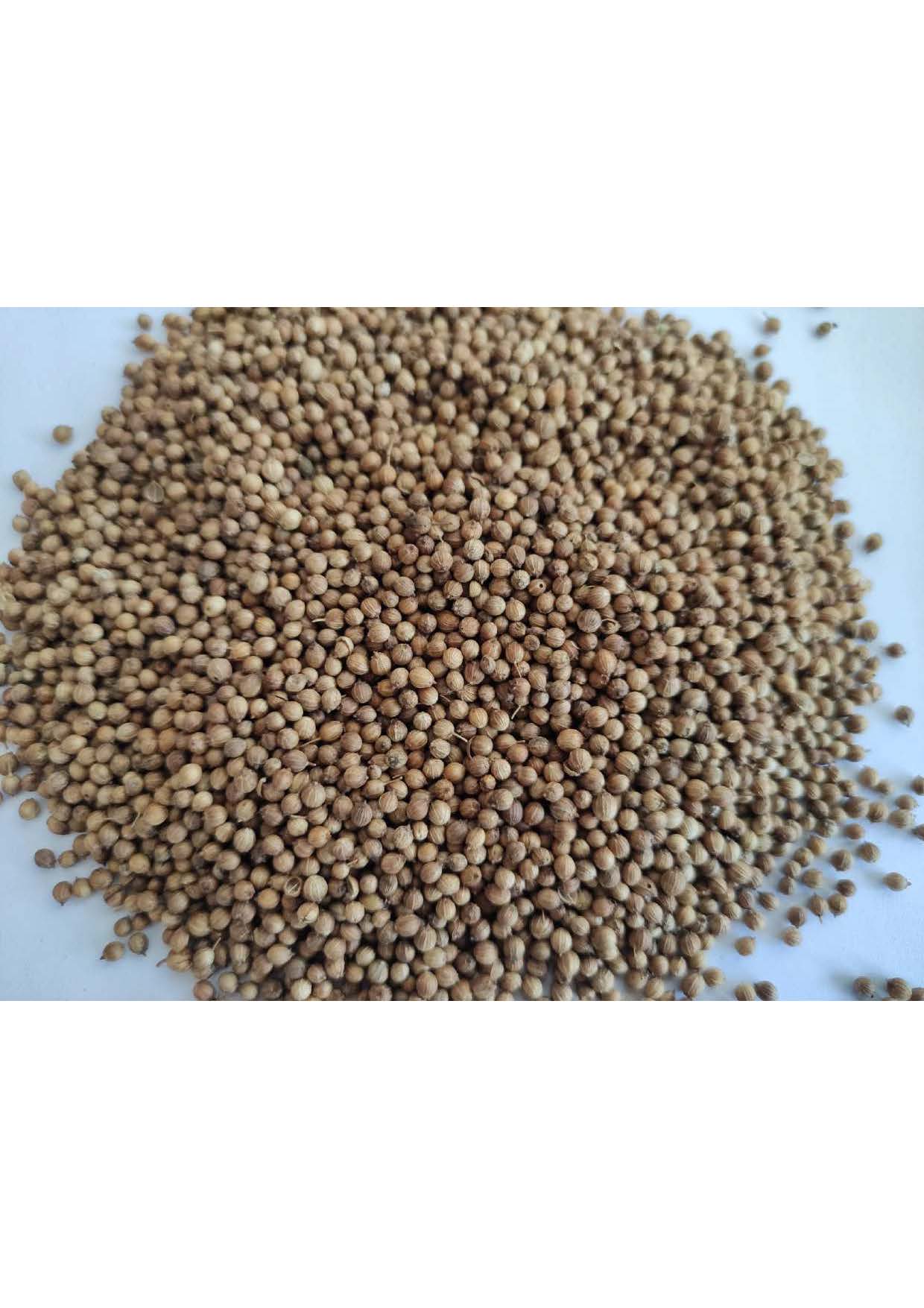 Coriander seeds photos_Page_3.jpg