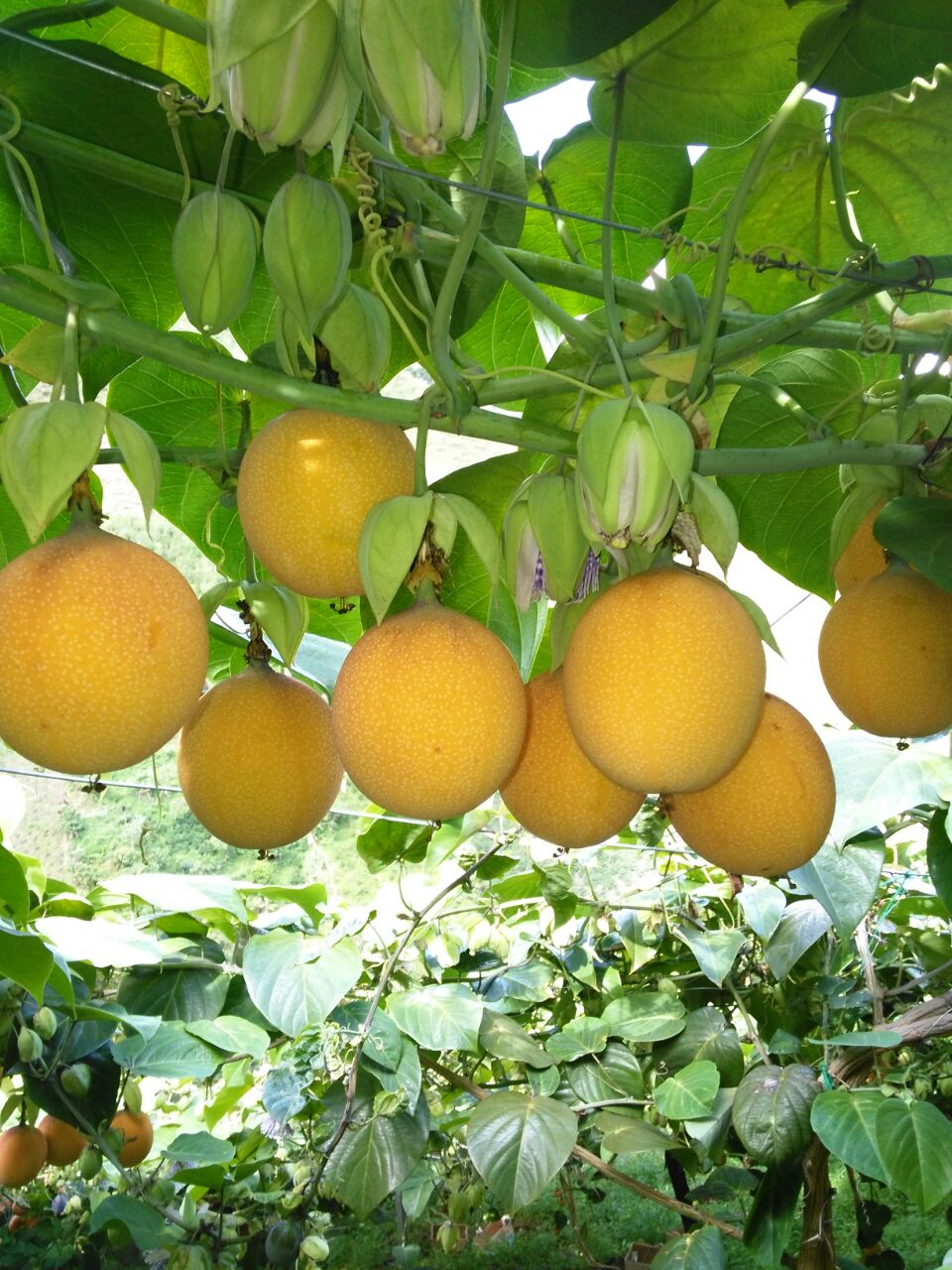 PASSION FRUIT (GRANADILLA)3.jpeg