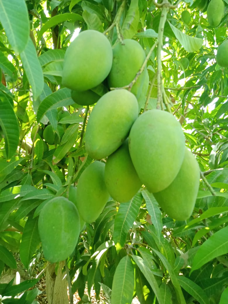 WhatsApp Image 2023-07-04 at 6.23.06 PM.jpeg