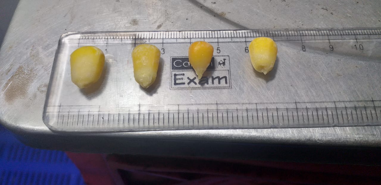 corn 3.jpg