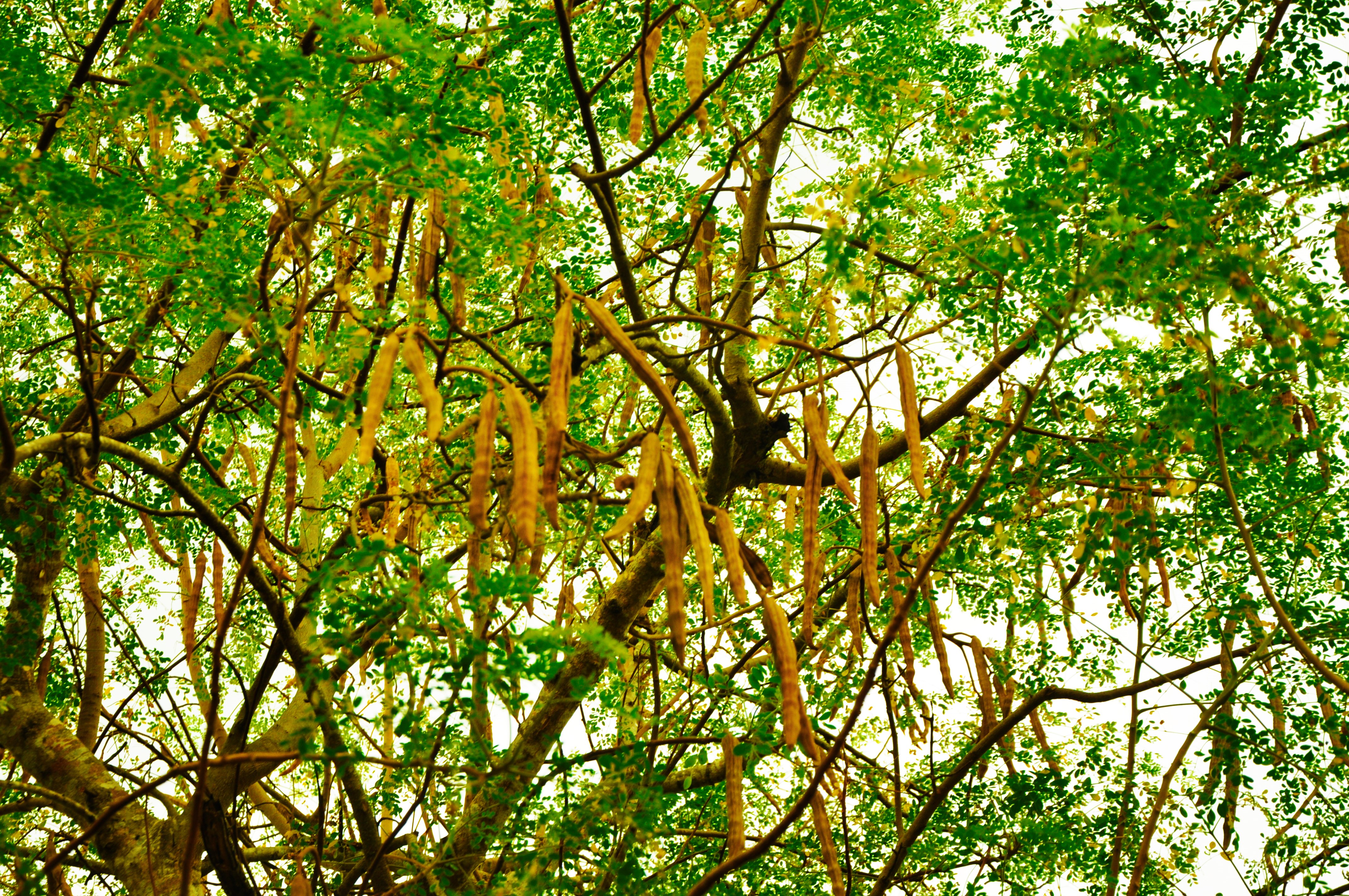 moringa.jpg