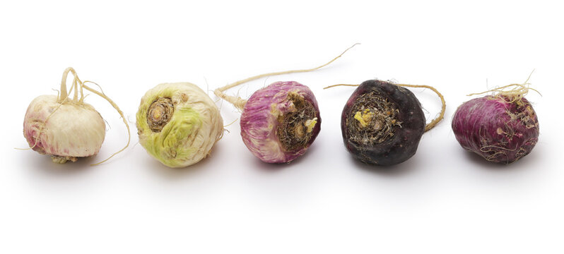 maca_bulbs.jpg