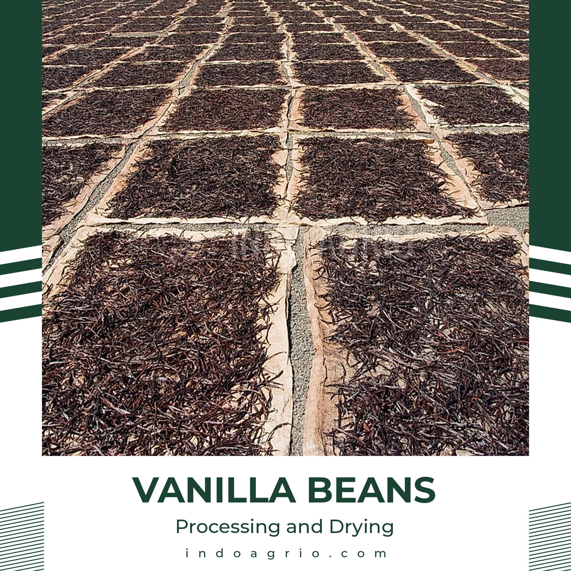 vanilla-beans-indonesia-processing-and-drying.jpg