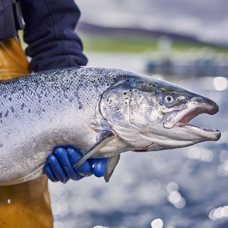 our_salmon_1.jpg