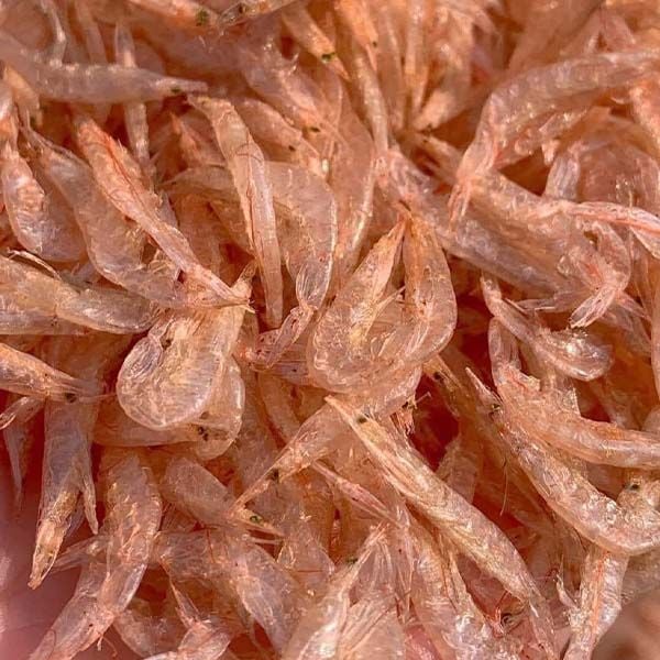 baby shrimp.jpg
