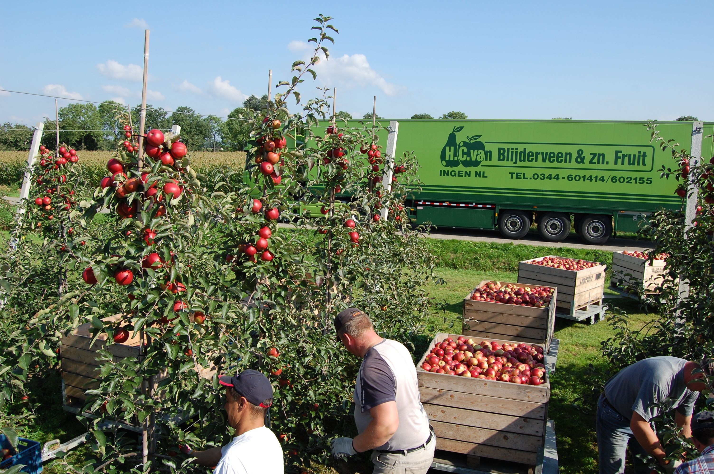 Blijderveen Fruit - Plantation
