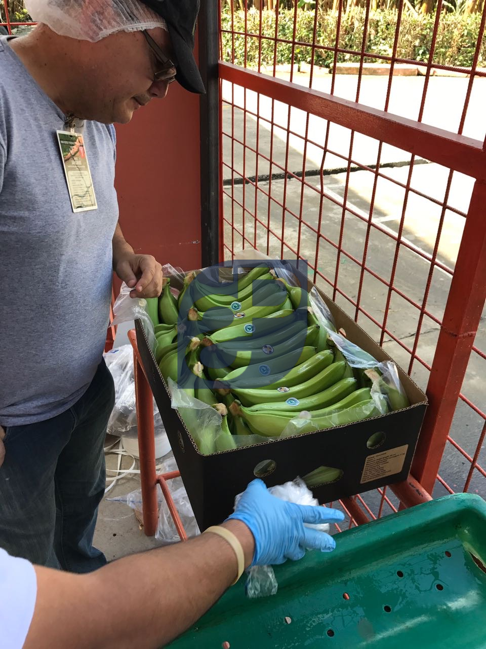 Bananas #23 - Standard & Partners.jpg