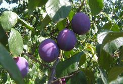 Cal Prune & Nuts, LLC