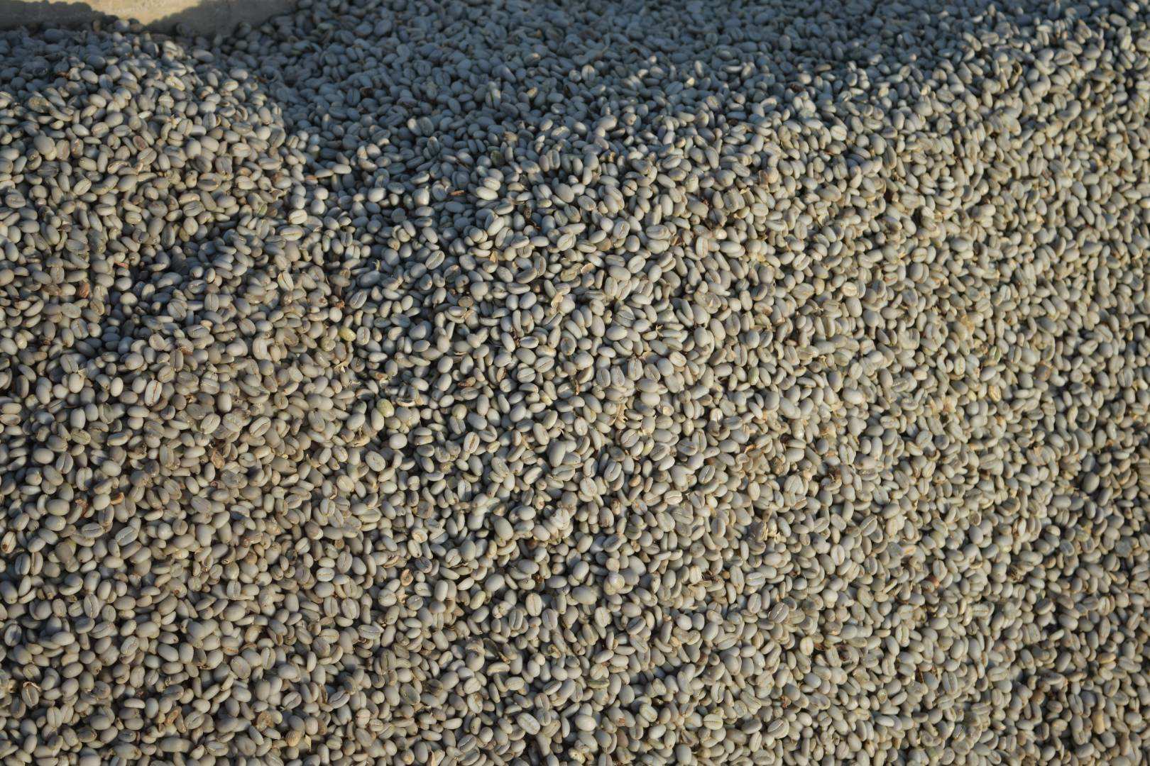Arabica Green Coffee Beans.jpeg