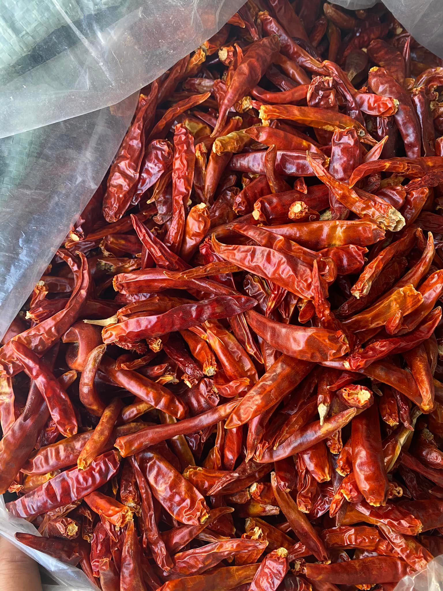 dried chili4.jpg