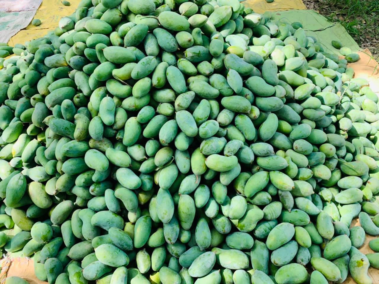 Sindhri.jpg