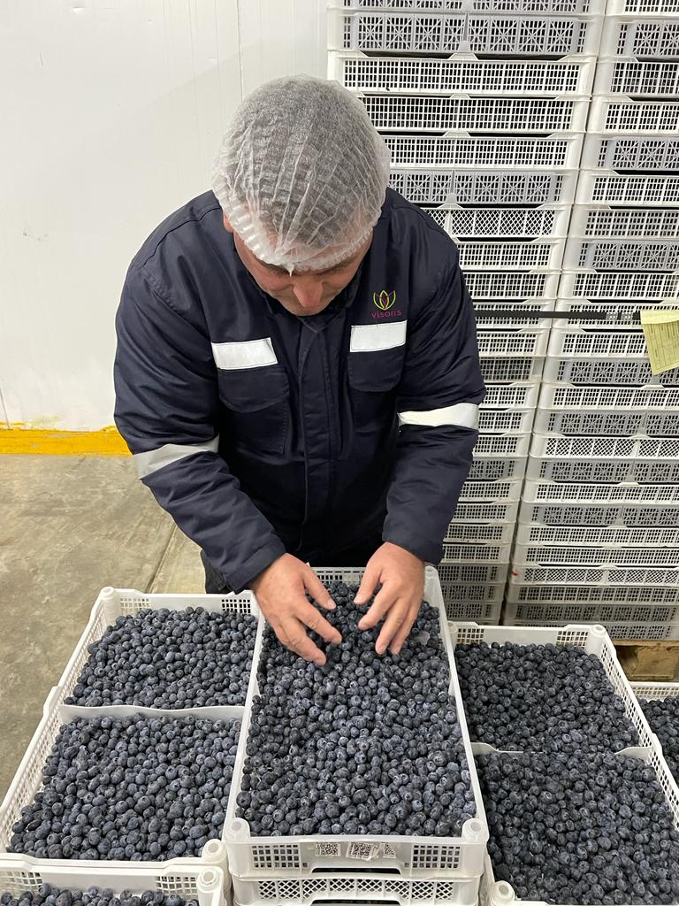 Visons Bluberries.jpeg