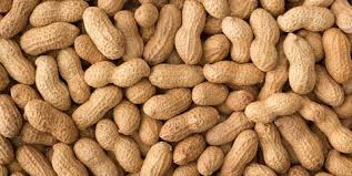 peanut 2.jpg