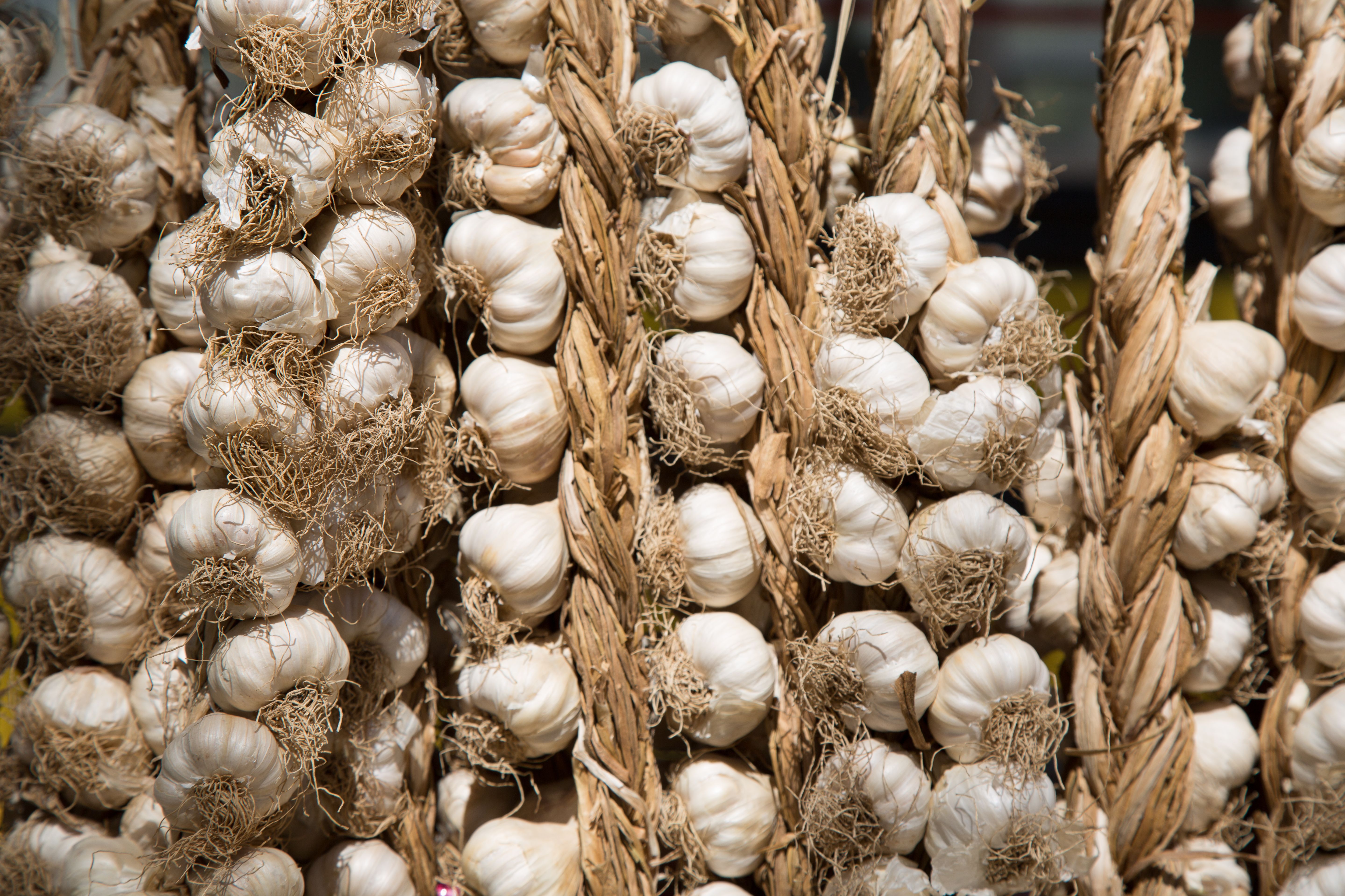 closeup-shot-of-hanging-garlics-2023-11-27-04-55-06-utc.jpg