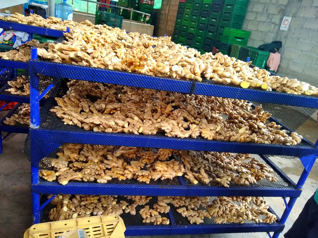 Peruvian Fresh Products - Ginger 3.jpg