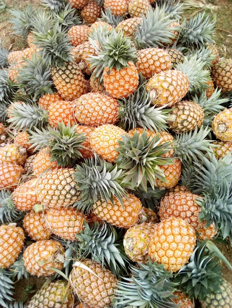Ananas-Cayenne Lisse Famjus#kodra-export-1.JPG