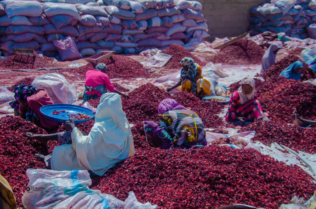 women sorting zobo.jpeg