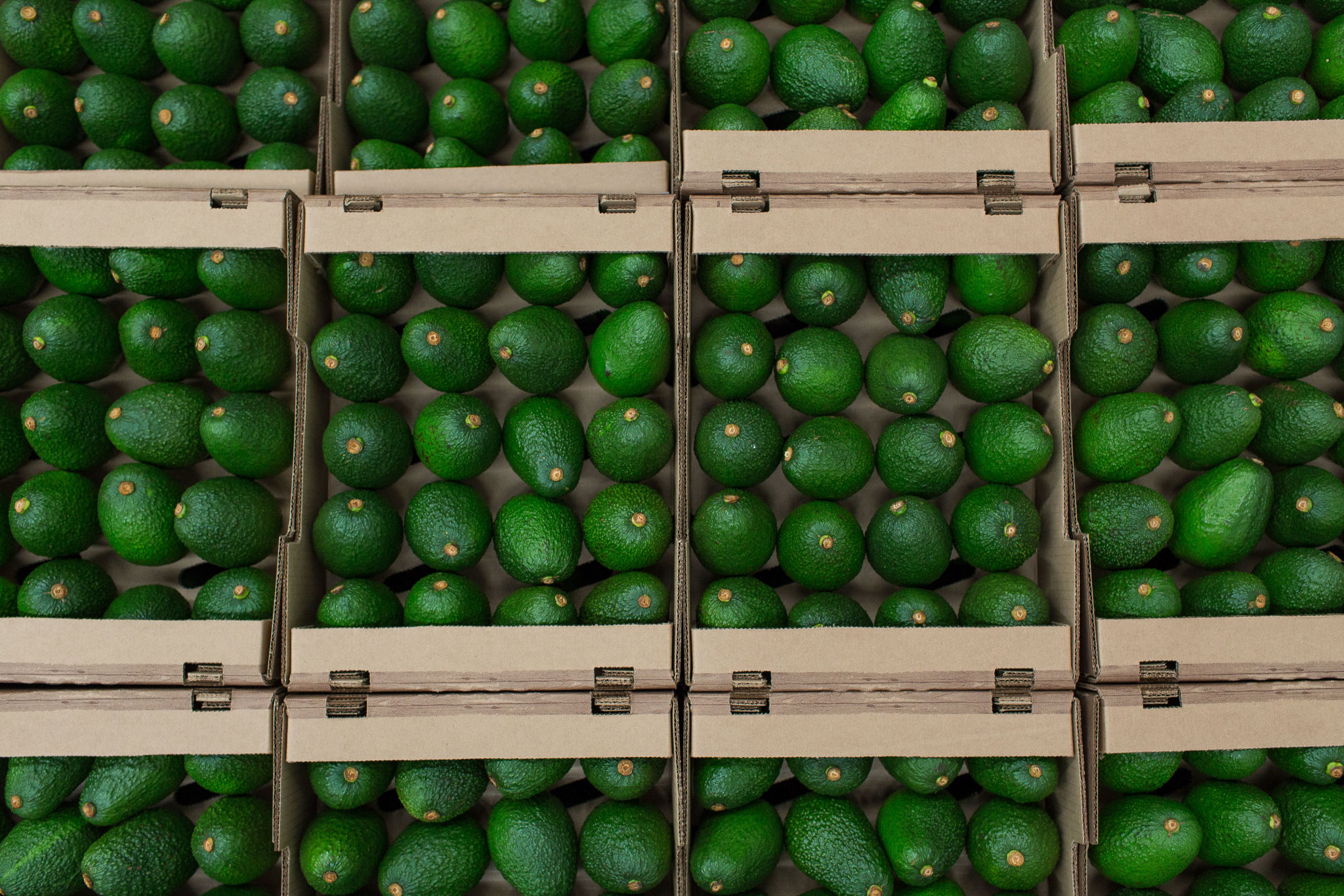 Avocado Processing.jpg